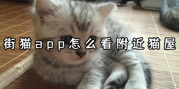 街猫app怎么看附近猫屋