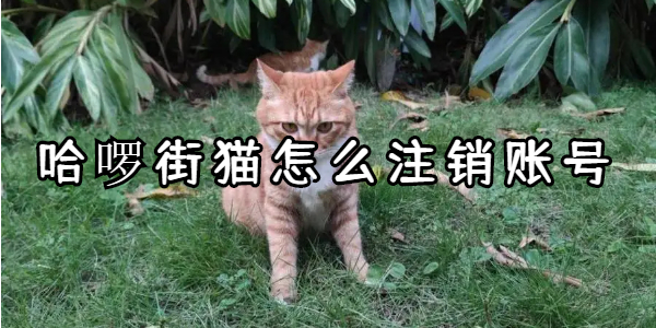 哈啰街猫怎么注销账号