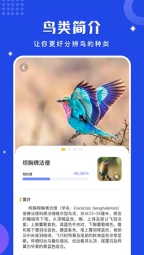鸟语翻译器中文版