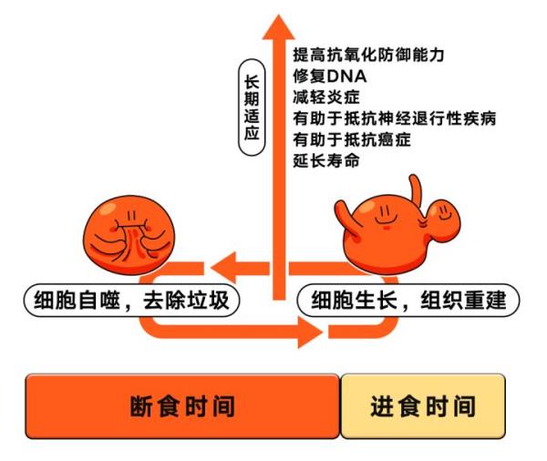 Fasting轻断食安卓版